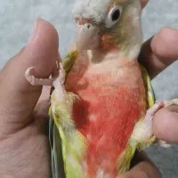 گرینچیک ماده