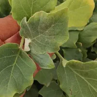نشا بادمجان شانتال دستی