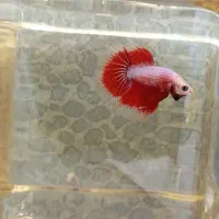 انواع نژاد ماهی فایتر|ماهی|نجفآباد, ویلاشهر|دیوار