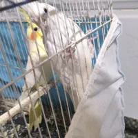 دو عدد عروس هلندی نر|پرنده|قائن, |دیوار