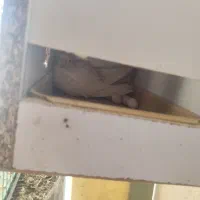 عروس هلندی مرغ عشق طوطی برزیلی|پرنده|یاسوج, |دیوار