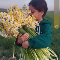 گل نرگس پیاز امسال|خدمات باغبانی و درختکاری|بهبهان, |دیوار