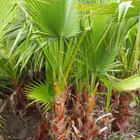 پالم عمده وتکی