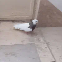 کفتر ماده طوقی در صفادشت