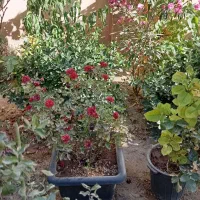 گل وگلدان|گل و گیاه طبیعی|اندیشه, اندیشه فاز ۴|دیوار