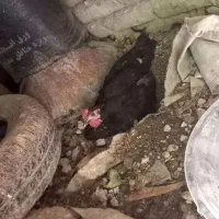 مرغ خروس تخم گزار