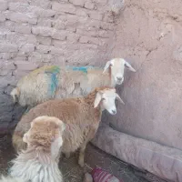 میش وبره دار