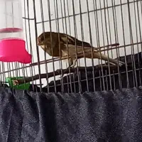 معاوضه با سهره /قناری