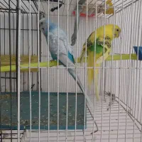 فروش ی جفت مرغ عشق