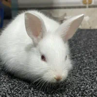 خرگوش|موش و خرگوش|میناب, |دیوار