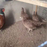 تخم نطفه دار و جوجه مرغ و خروس آمریکایی