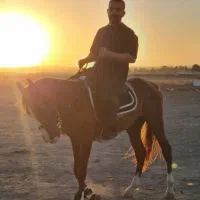 اسب نریشن دره شوری|اسب و تجهیزات اسبسواری|مشهد, الهیه|دیوار