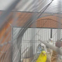 مرغ عشق انگلیسی و فنچ نرگسی تخمی|پرنده|زاهدان, |دیوار