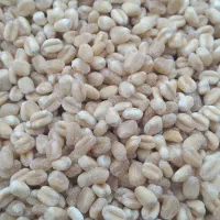 گندم پوست کنده مخصوص (حلیم،آش)