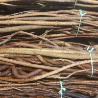 چوب ریشه کیوی جهت تزیین دسته گل یا پاسیو