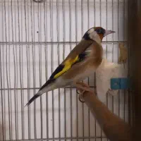 سهره خوش رخ دهن لر|پرنده|آباده, |دیوار