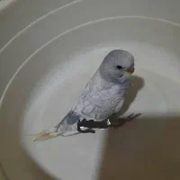 جوجه مرغ عشق آوا