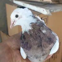 طوقی|پرنده|مسجد سلیمان, |دیوار