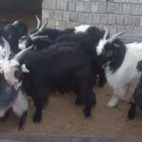 بزغاله فروشی|حیوانات مزرعه|اصفهان, برازنده|دیوار