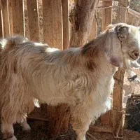 کهره نر و ماده|حیوانات مزرعه|زابل, |دیوار