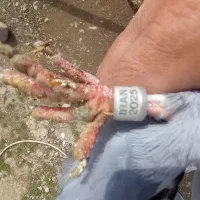 کبوترمسافتی پلاکی .دستگیر شده شب