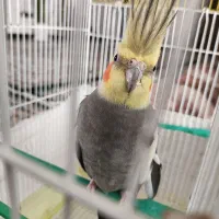 عروس هلندی