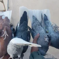 بیله نر ملقی