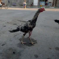 سگ پاکوتاه تربیت شده با لوازم و خروس مرغ لاری|سگ|مشهد, توس (بلوار توس)|دیوار