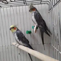 عروس هلندی