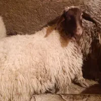 میش و بره