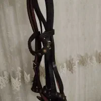 کلگی  نو نو|اسب و تجهیزات اسب‌سواری|کنگاور, |دیوار