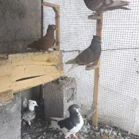 پرنده|پرنده|برازجان, |دیوار