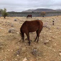 اسب نریان و کره مادیان