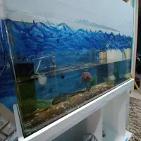 ماهی لجن خوار  ۳۸ سانتی