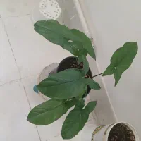 گلهای آپارتمانی|گل و گیاه طبیعی|ساوه, |دیوار