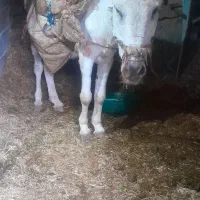 خرالاغ