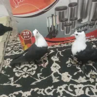 یک جفت جوجه کل سفید کلایی عروسک|پرنده|گنبکی, |دیوار