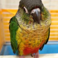 یک عدد گرینچیک و عروس هلندی