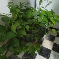 گل بنجامین|گل و گیاه طبیعی|نهاوند, |دیوار