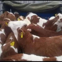 نمایندگی فروش گوساله سیمینتال  ، بوکان وبندر ترکمن