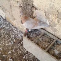 فروش کبوتر|پرنده|نی‌ریز, |دیوار