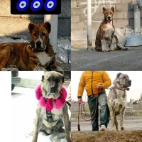 سگ خراسانی و افغان