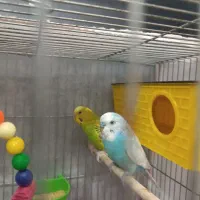 مرغ عشق بدون قفس سالم