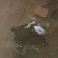 بز و بزغاله|حیوانات مزرعه|سبزوار, قصبه شرقی|دیوار