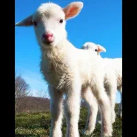 فروش بره سبک