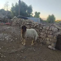 قوچ داشتی ۴ سال به شرط|حیوانات مزرعه|آبدانان, |دیوار