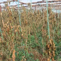 علف خوراک گوسفند علوفه