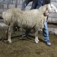 قوچ|حیوانات مزرعه|مشگین شهر, |دیوار