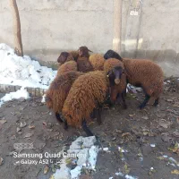 بره ماده|حیوانات مزرعه|رضویه, |دیوار