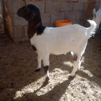 فروش دو عدد بزغاله نر وماده پاکستانی|حیوانات مزرعه|قائن, |دیوار